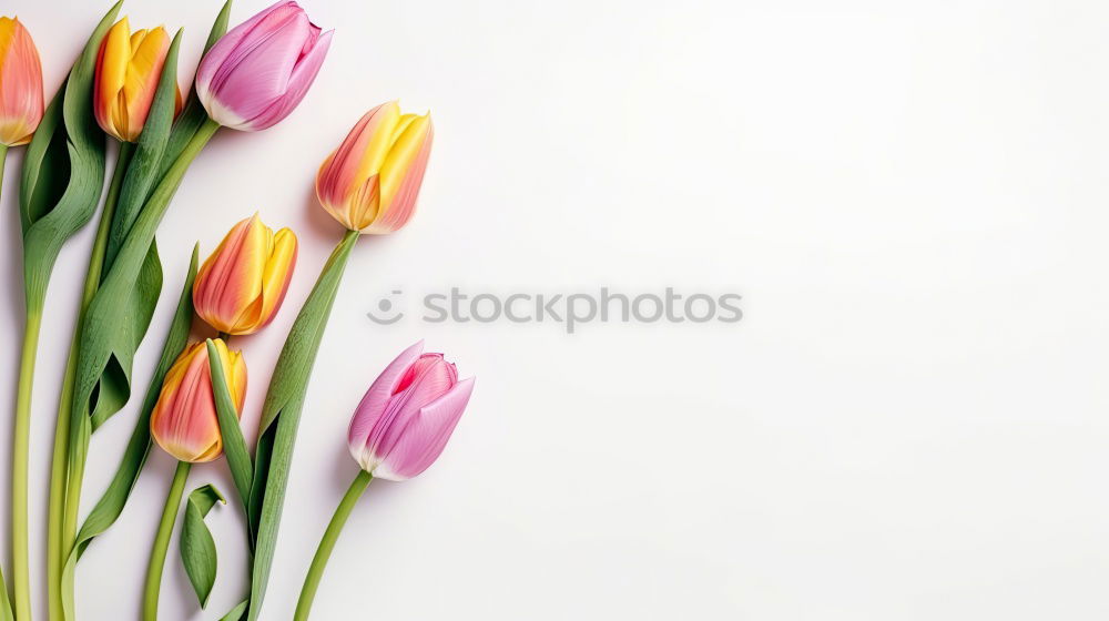 Similar – Hands preparing a Red tulips arrangement