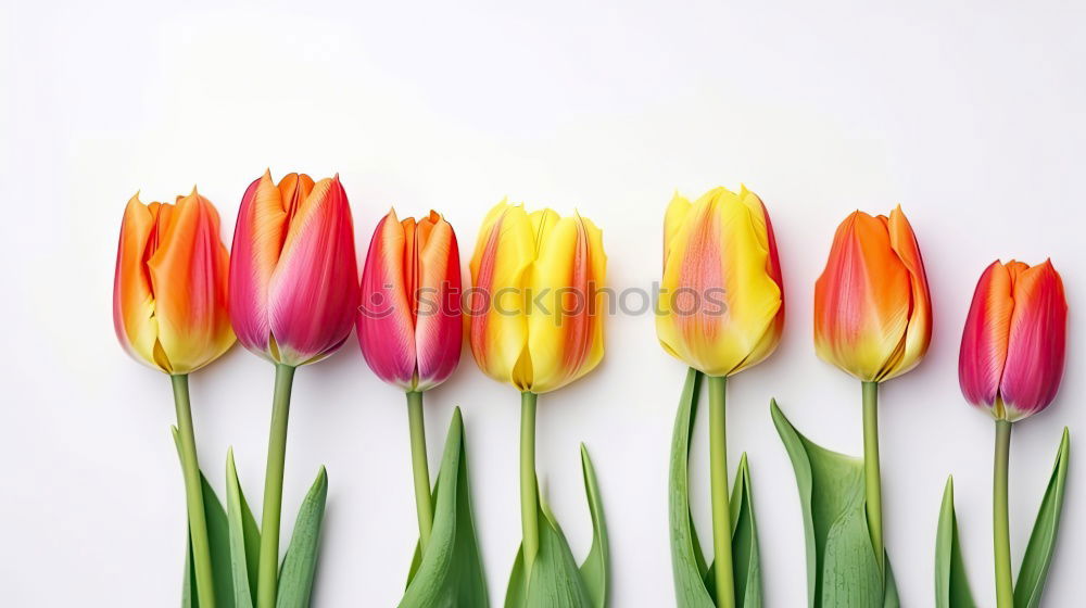 Similar – Image, Stock Photo Tulip Bouquet Flowers Spring