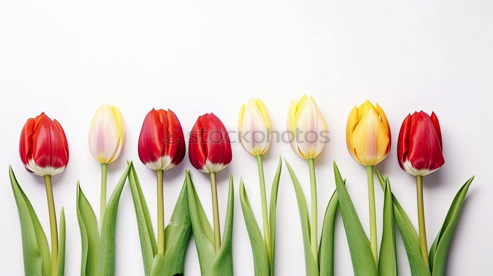 Similar – Image, Stock Photo Beautiful tulips with water drops
