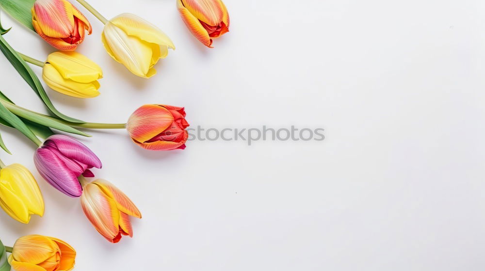 Similar – Hands preparing a Red tulips arrangement