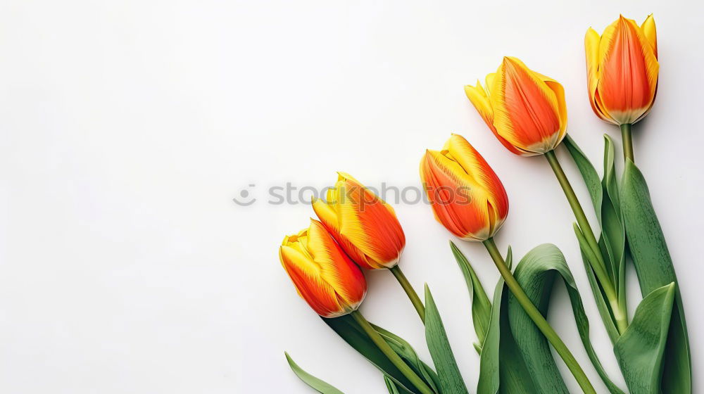 Similar – Hands preparing a Red tulips arrangement