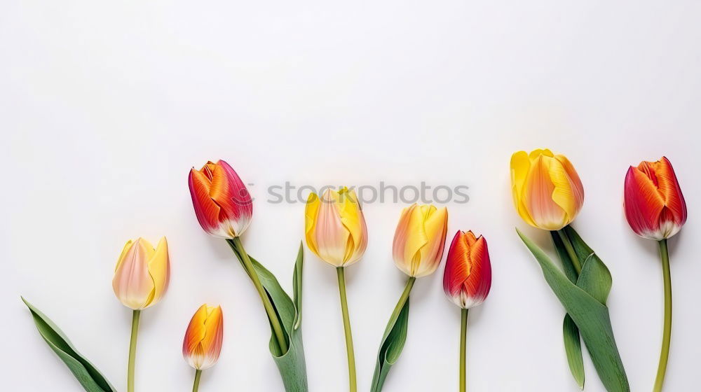 Similar – Image, Stock Photo Beautiful tulips on pink paper, top view