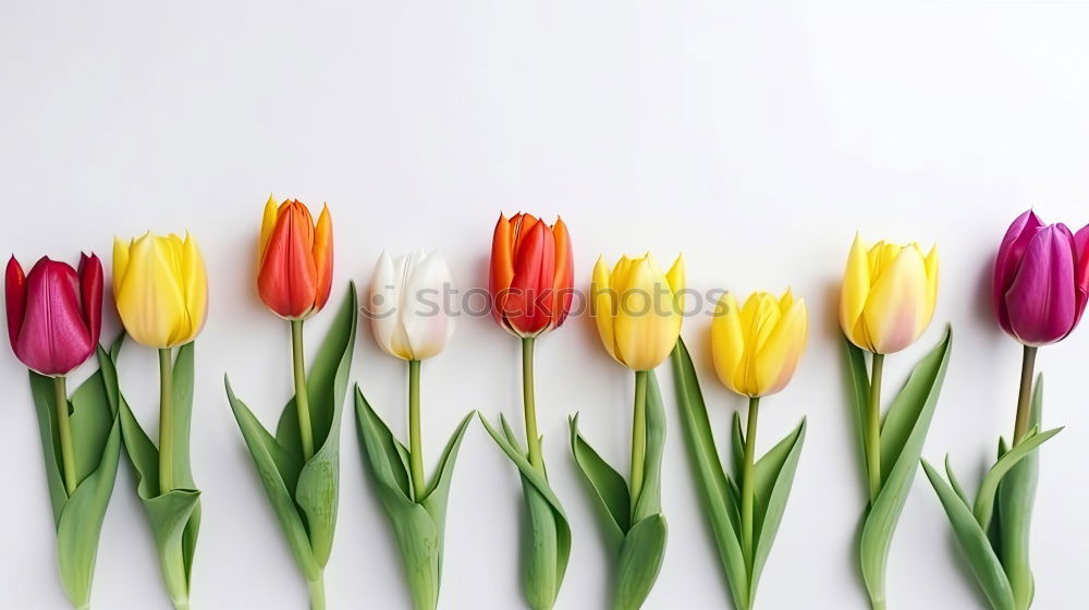 Similar – Image, Stock Photo Beautiful tulips with water drops