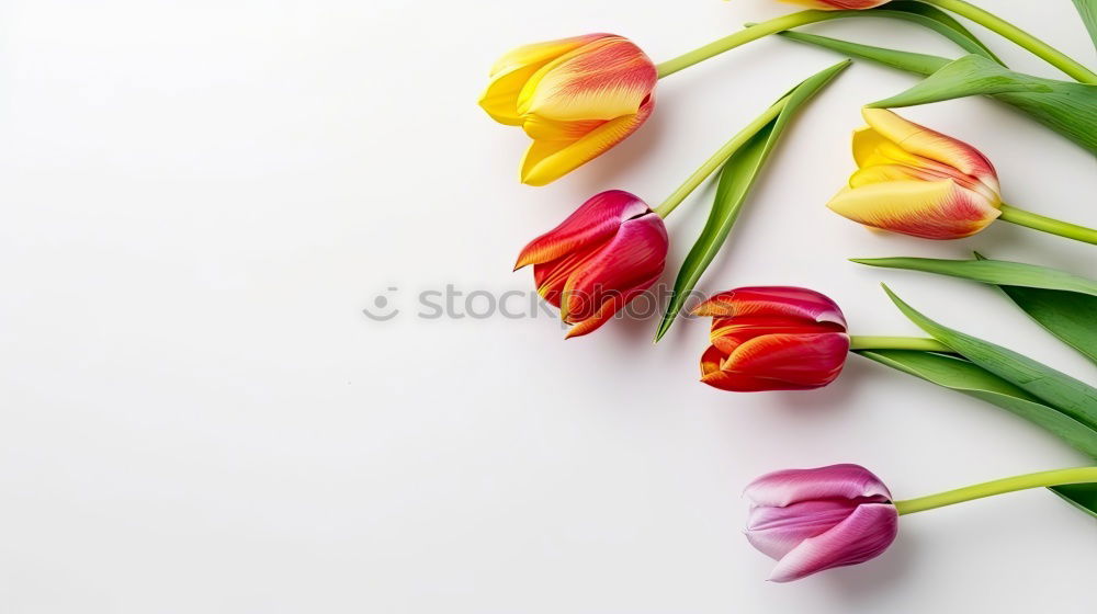 Similar – Hands preparing a Red tulips arrangement