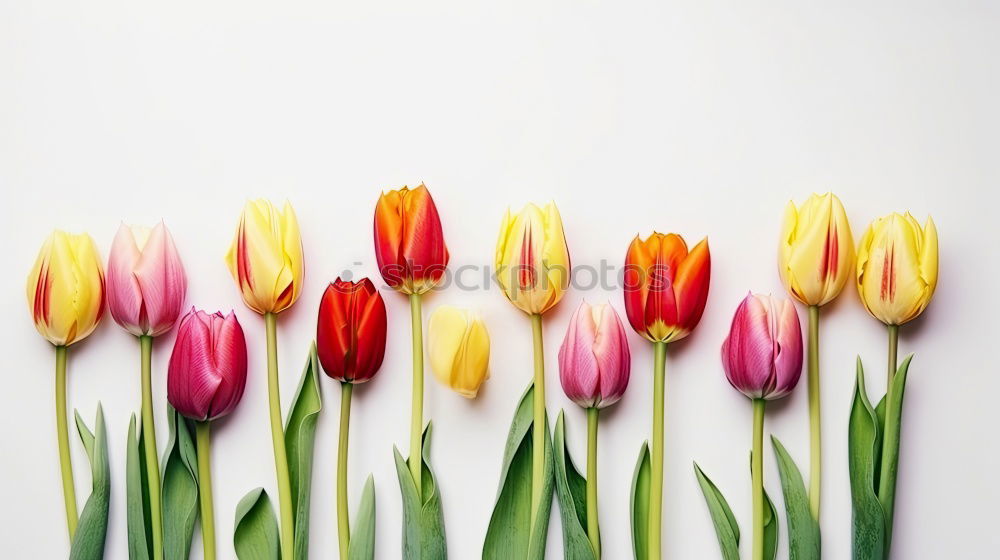 Similar – Image, Stock Photo Tulip Bouquet Flowers Spring