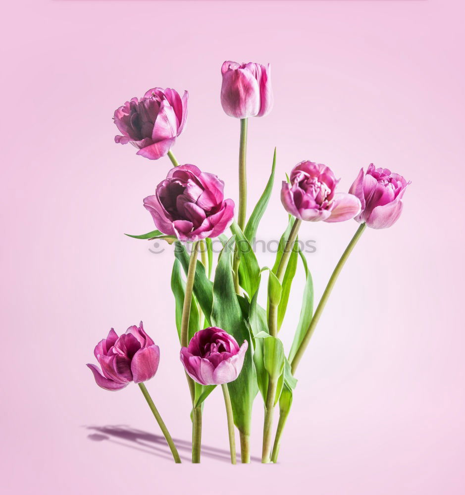 Similar – Wet Pink Tulip Flowers In Vase