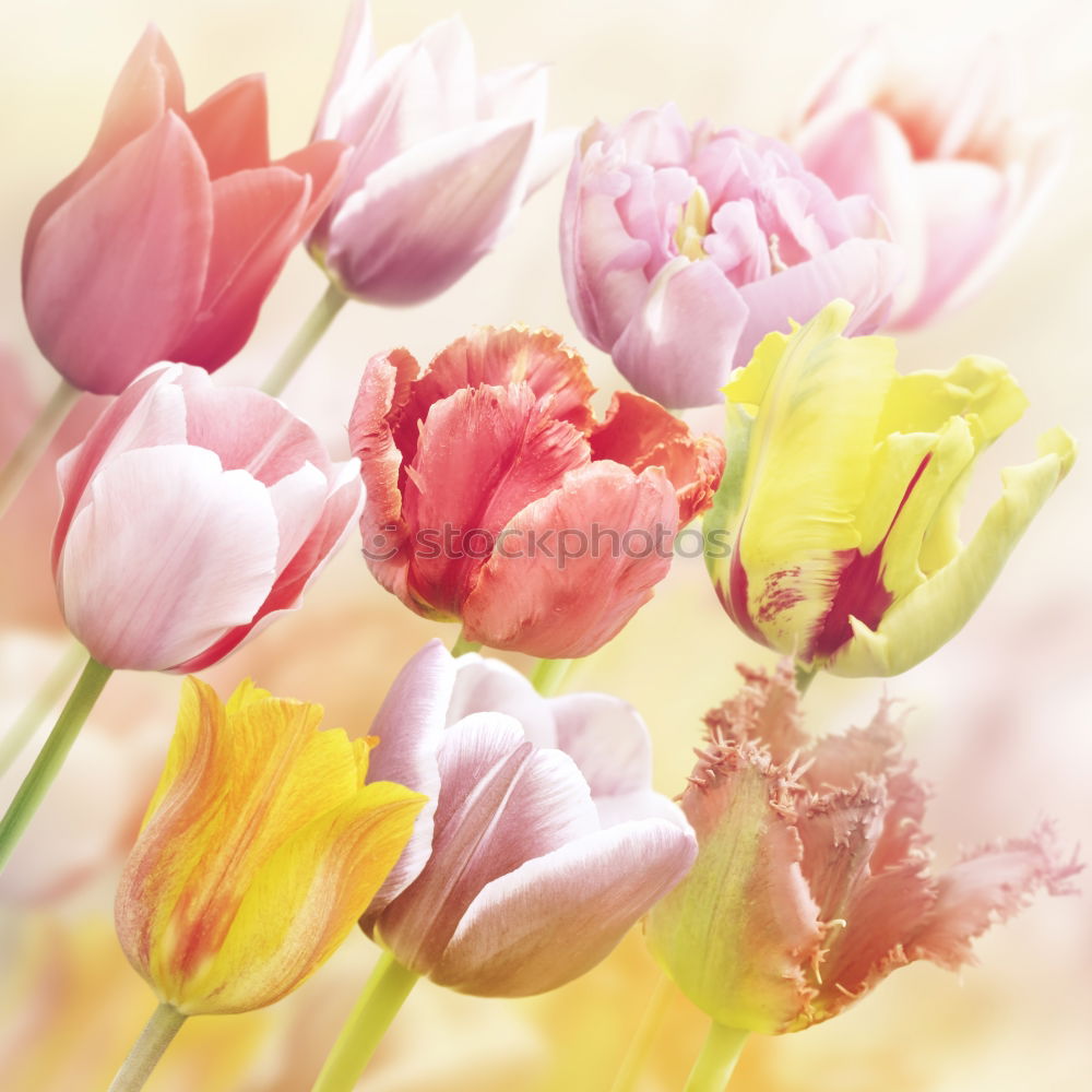 Similar – Spring greeting Tulips purple red yellow