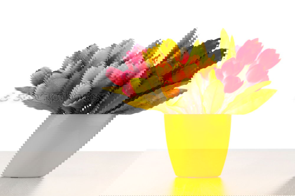 Similar – Image, Stock Photo suck it away.