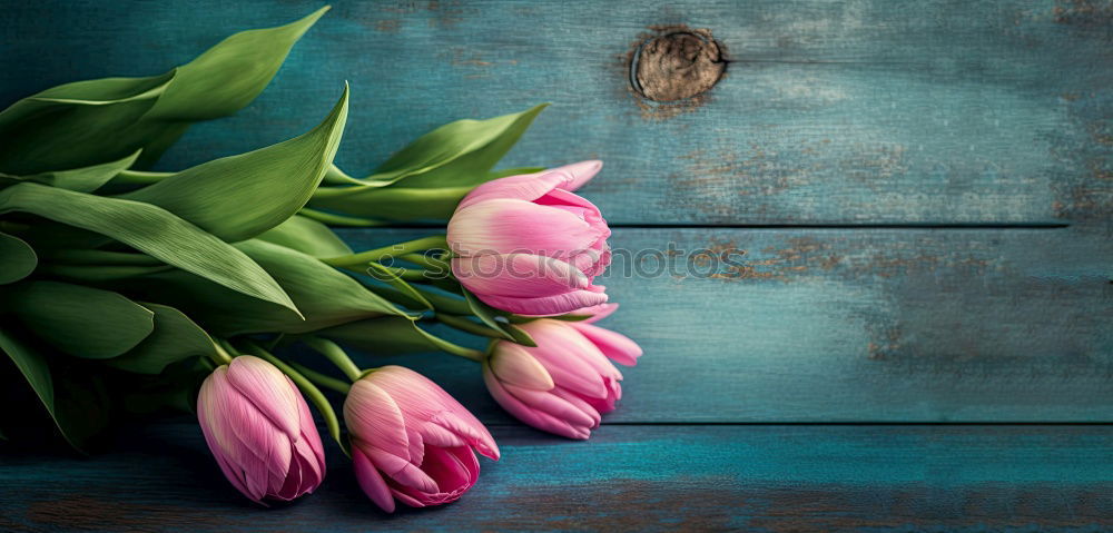 Similar – Image, Stock Photo Tulips Bouquet of flowers