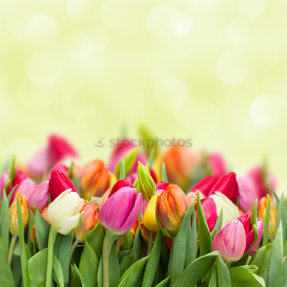 Similar – Image, Stock Photo Spring greeting yellow pink red flowers bouquet of flowers