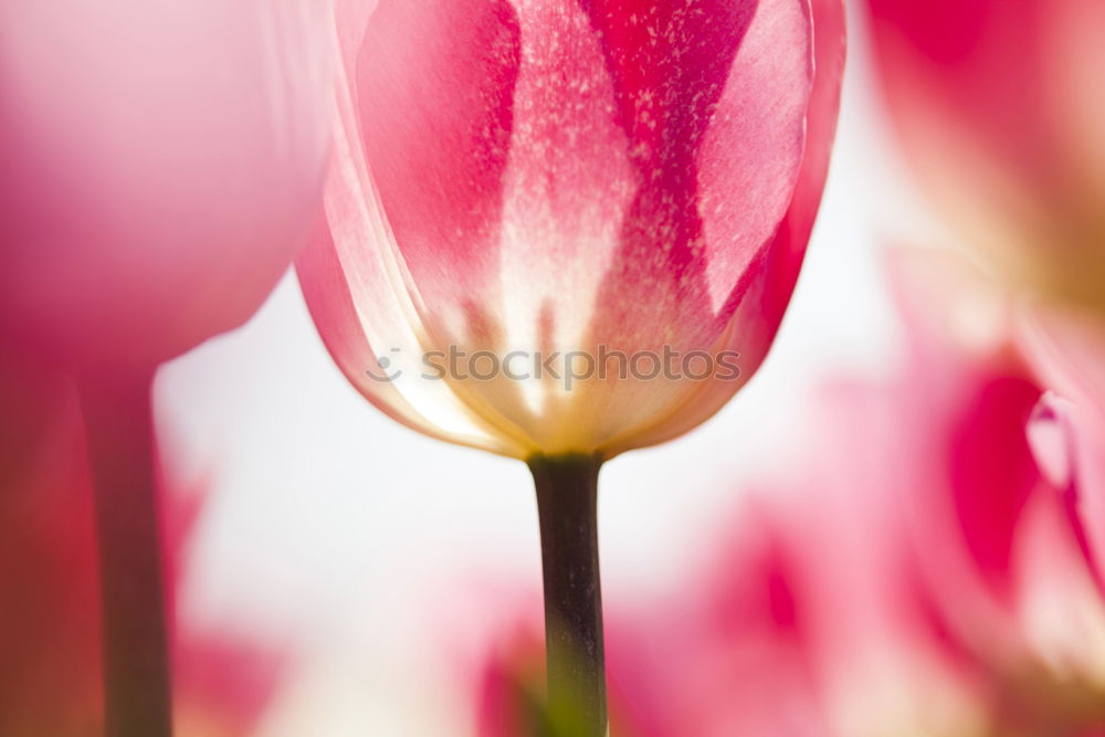 Similar – Image, Stock Photo lampshade Tulip Flower