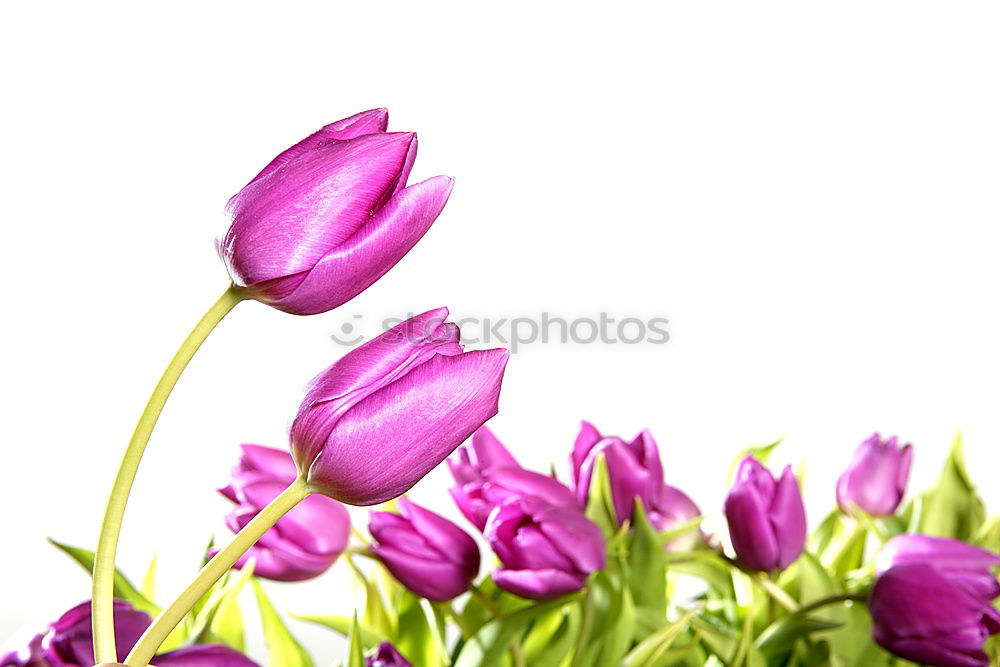 Similar – fresh blooming flowers Eustoma Lisianthus