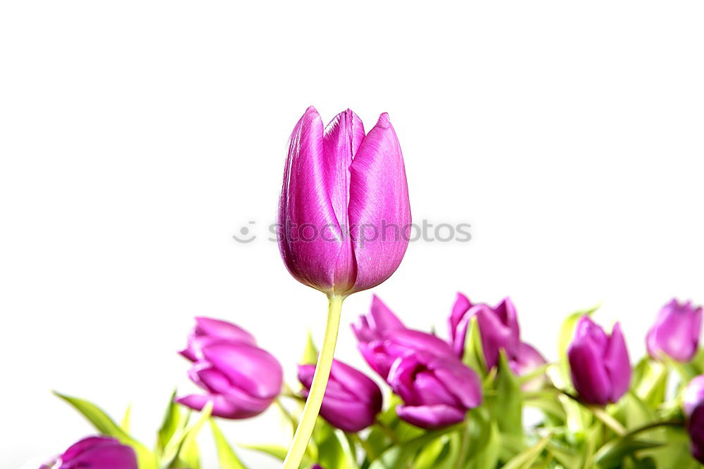 Similar – fresh blooming flowers Eustoma Lisianthus