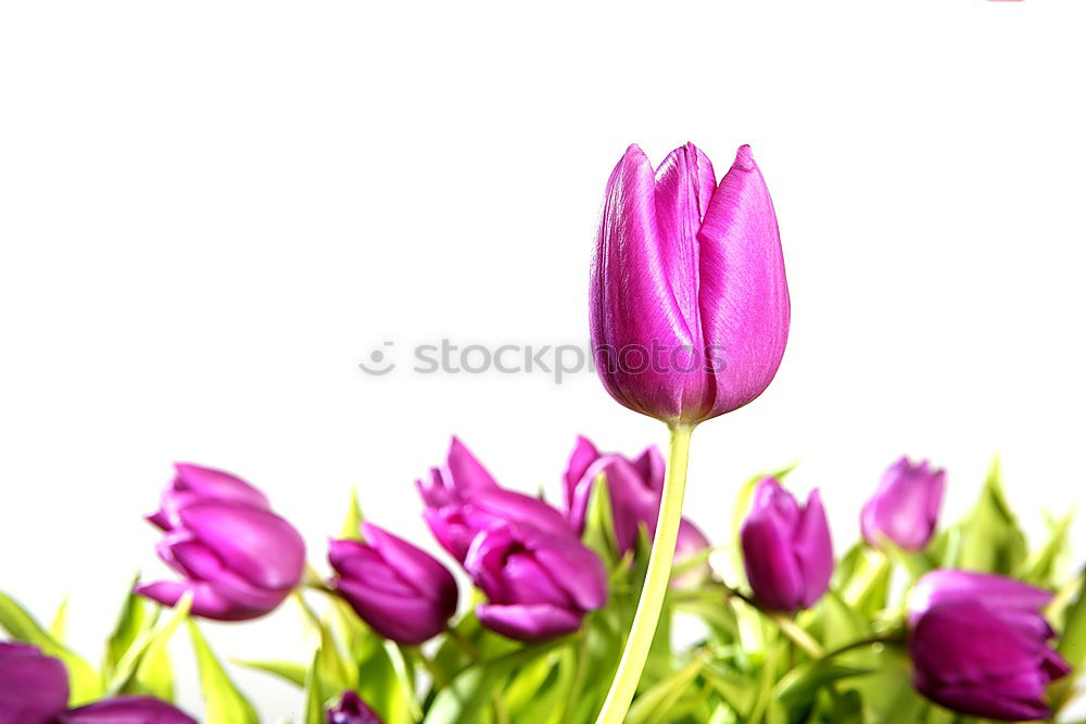 fresh blooming flowers Eustoma Lisianthus