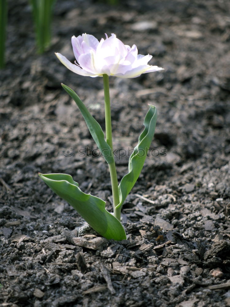 Similar – Foto Bild einsame Blume