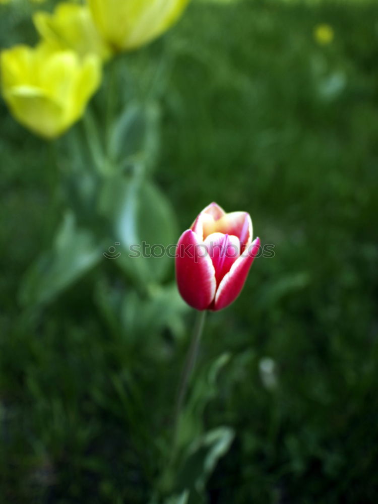 Foto Bild Tulpenwalk 2 Mensch