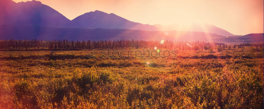 Similar – herbst Umwelt Natur