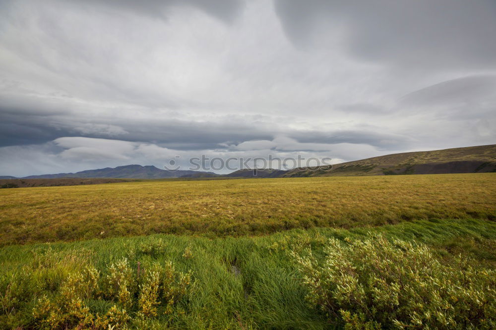 Similar – Image, Stock Photo Marsh marigold trail 2