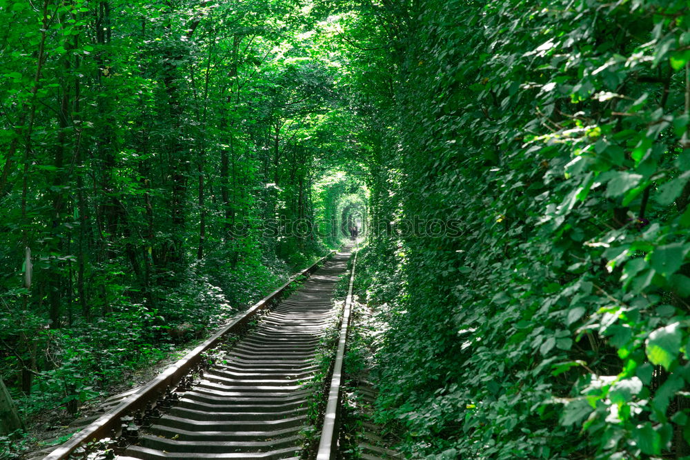 Similar – Foto Bild Einbahn durch den Dschungel