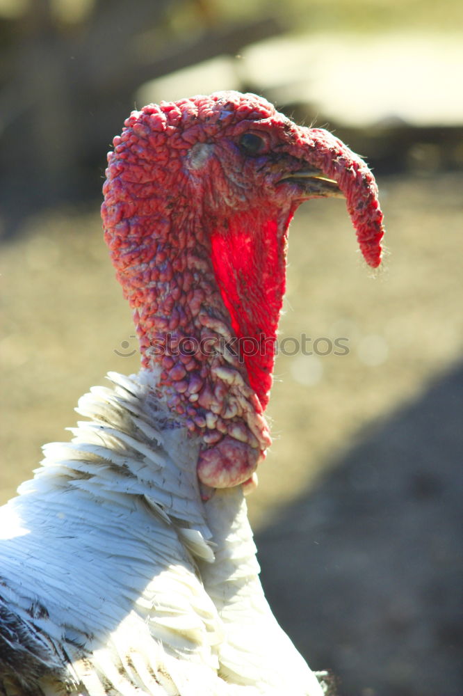 Similar – Image, Stock Photo Common Turkey Environment