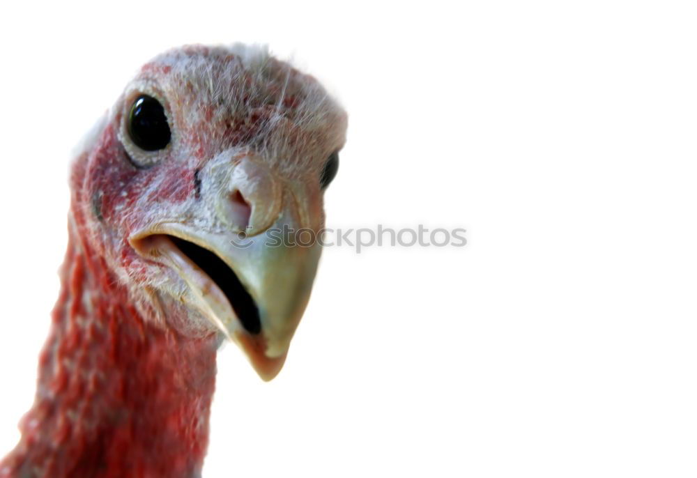 Similar – Foto Bild My chicken friend 3