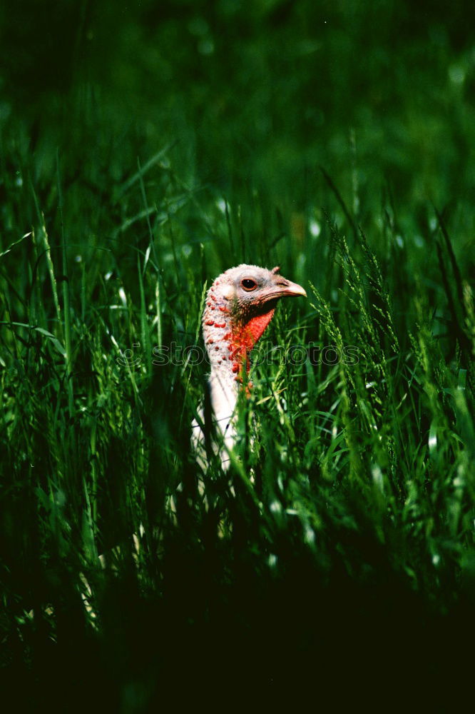 Similar – Image, Stock Photo Stork with fat prey in its beak