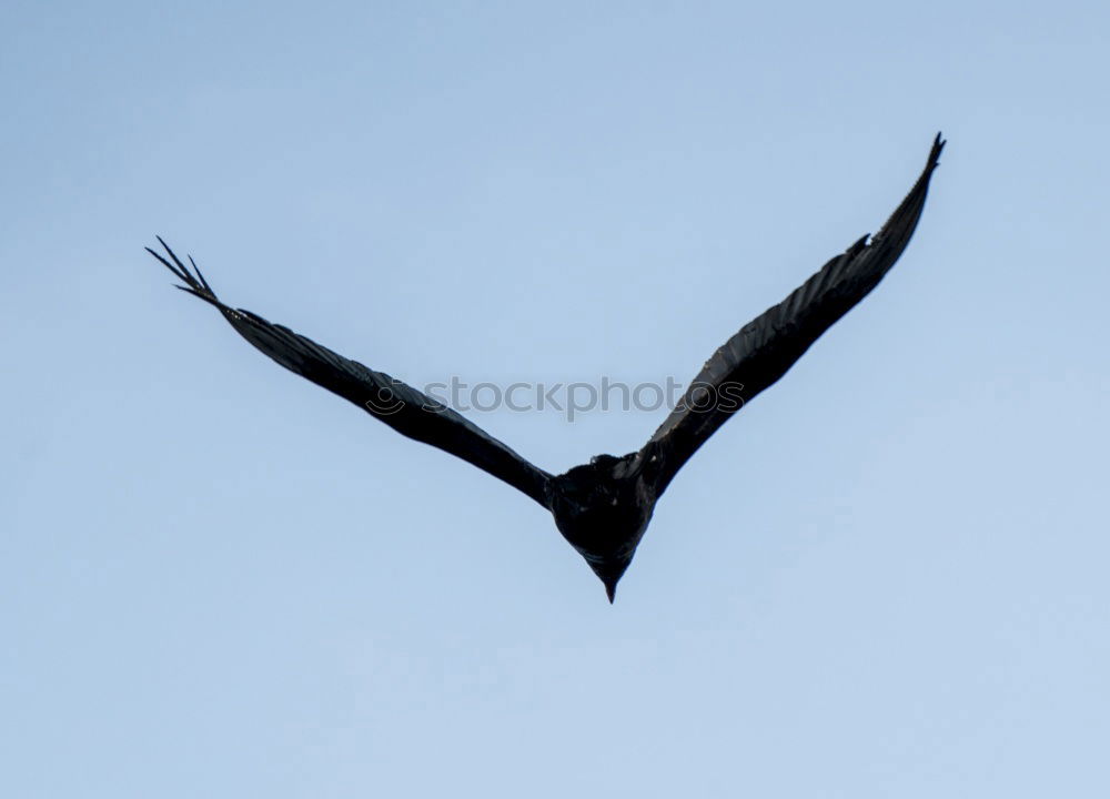 Similar – Image, Stock Photo landing approach Seagull