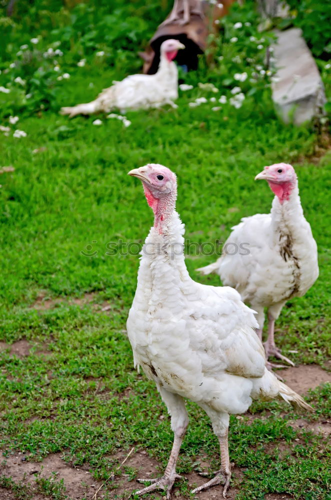 Similar – Image, Stock Photo two white turkeys strolling on a farm