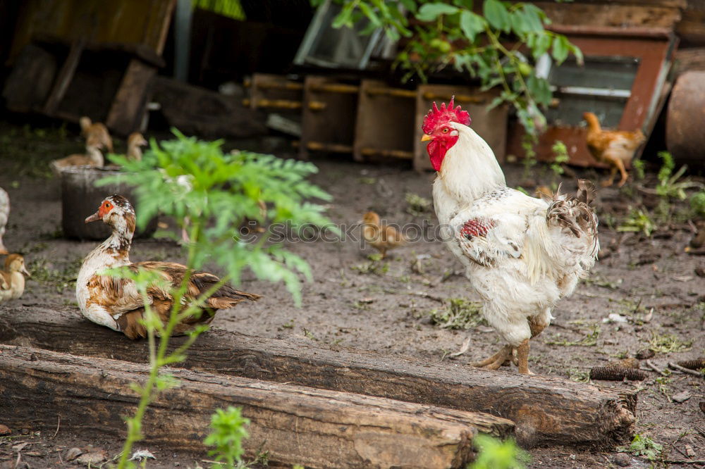 Similar – Image, Stock Photo Among chickens Environment