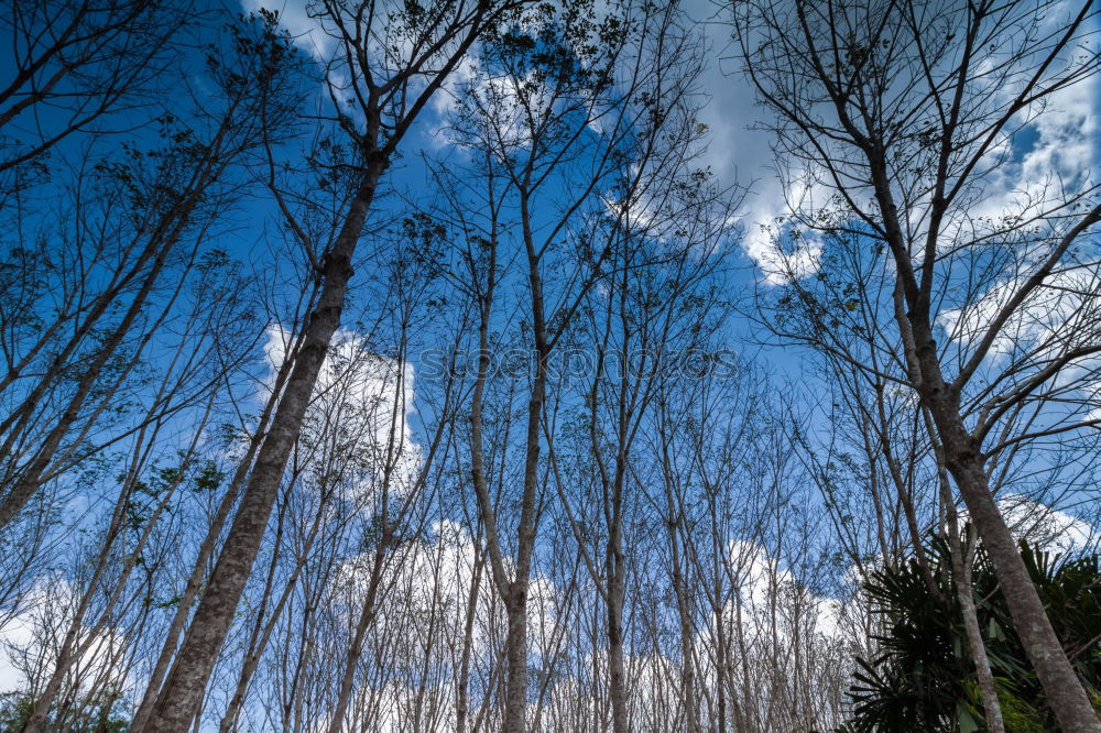 Similar – pine forest Environment