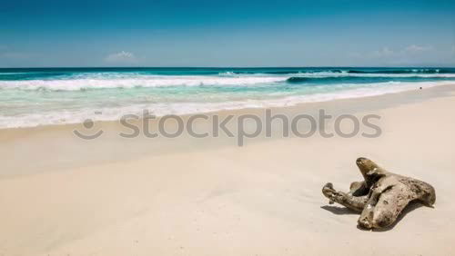 Similar – Foto Bild Seehund Tier Meer Strand