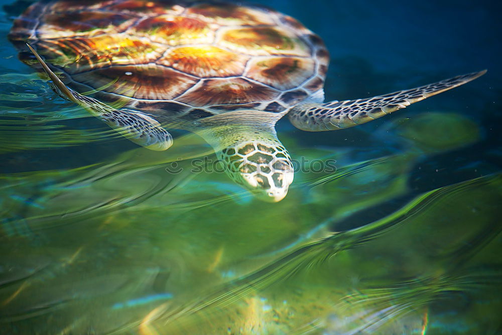 Similar – water turtle