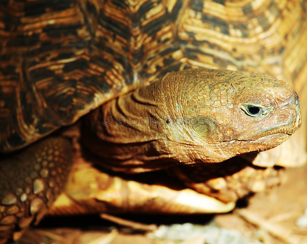 Similar – Image, Stock Photo in twos Toad migration