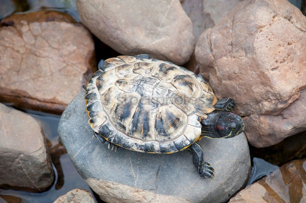 Similar – Image, Stock Photo two tortoises after hibernation