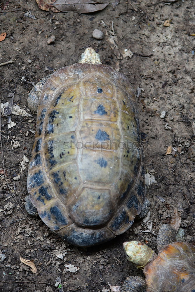 Similar – Image, Stock Photo Carl Lewis 2 Snail shell