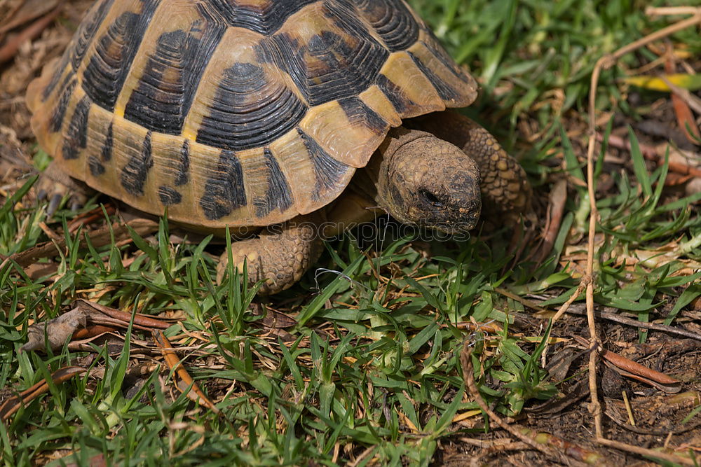 Similar – Image, Stock Photo turtles Eating Environment