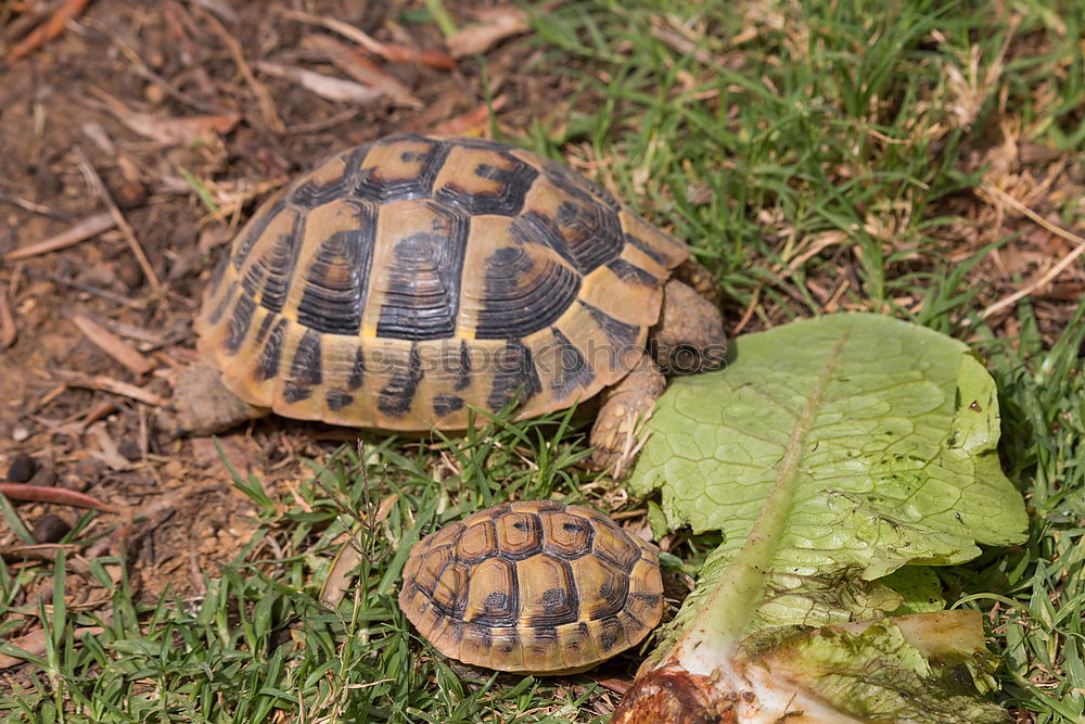 Similar – Image, Stock Photo two tortoises after hibernation