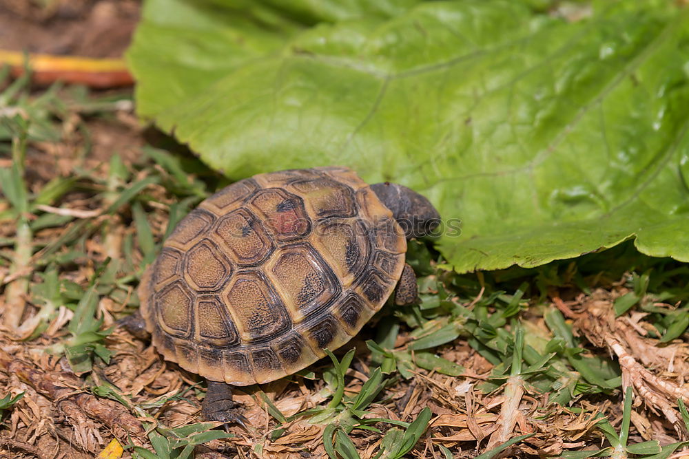 Similar – Image, Stock Photo turtles Eating Environment