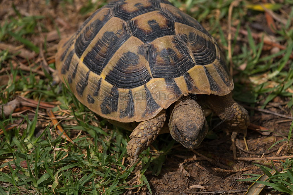 Similar – Image, Stock Photo turtles Eating Environment