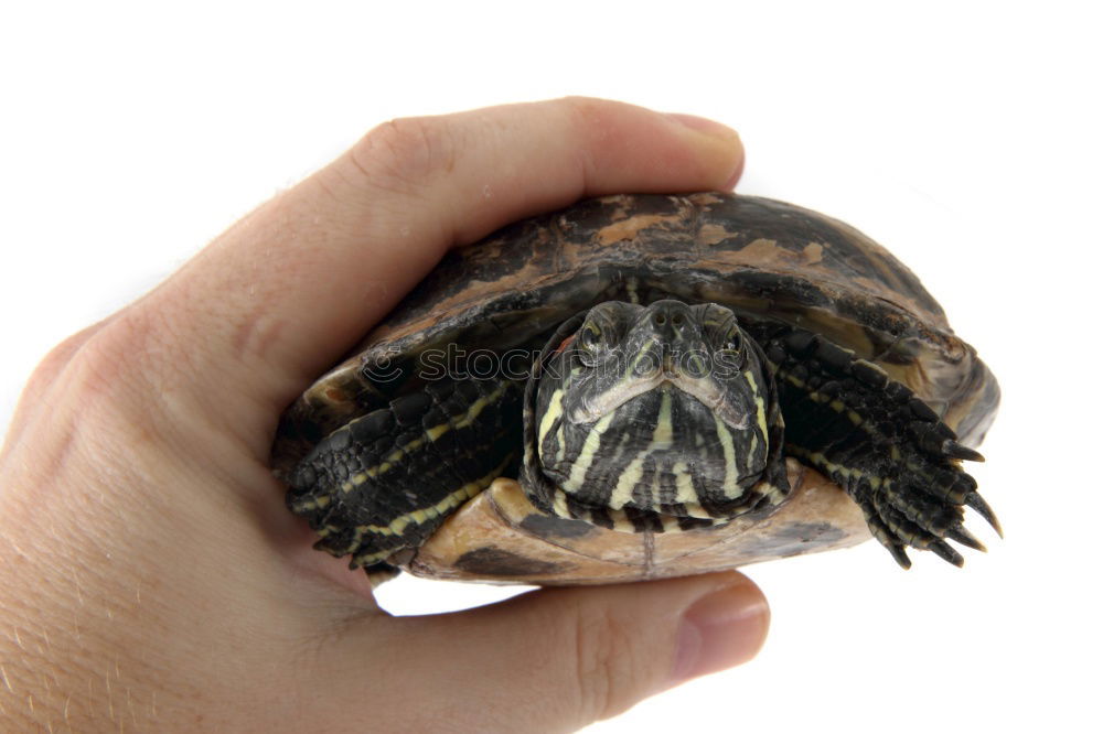 Similar – Image, Stock Photo Greek tortoise children