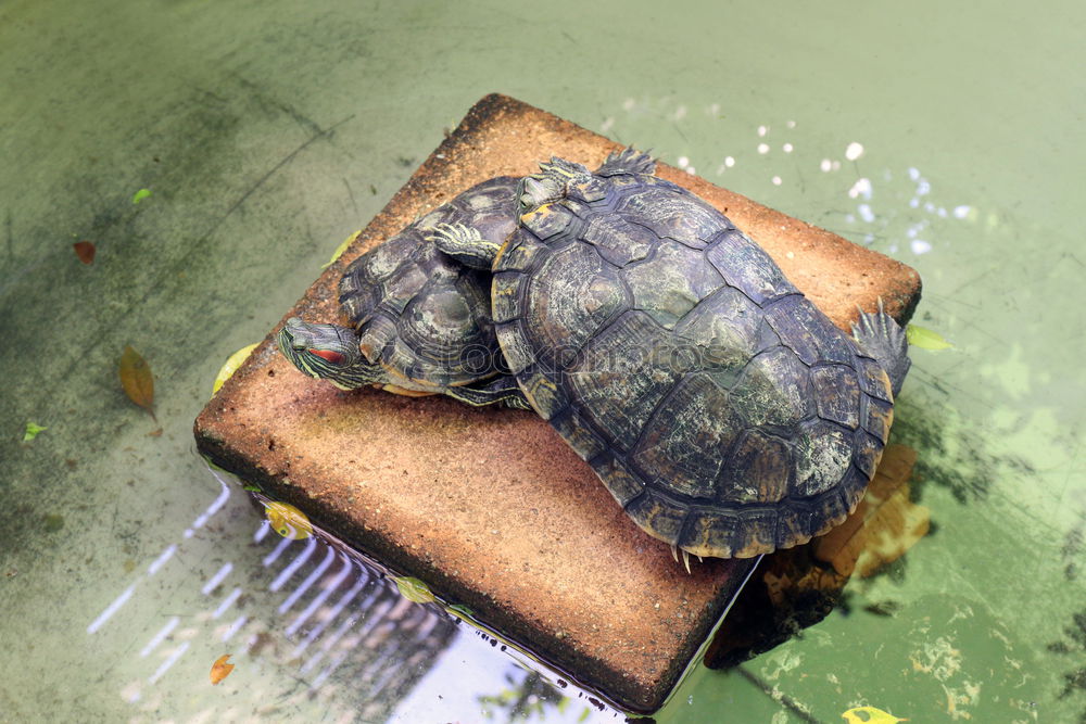 Similar – Image, Stock Photo two tortoises after hibernation