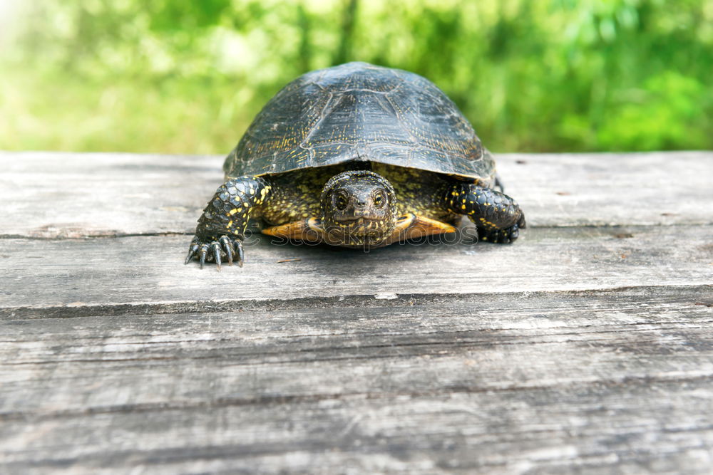 Similar – Image, Stock Photo Big turtle on old wooden desk