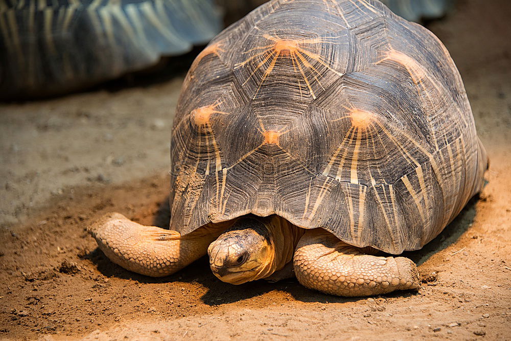 Similar – Foto Bild flying turtle Schildkröte