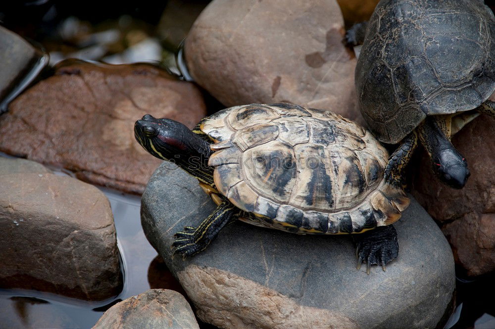 Similar – Image, Stock Photo two tortoises after hibernation