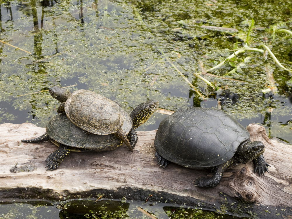 Similar – two tortoises after hibernation