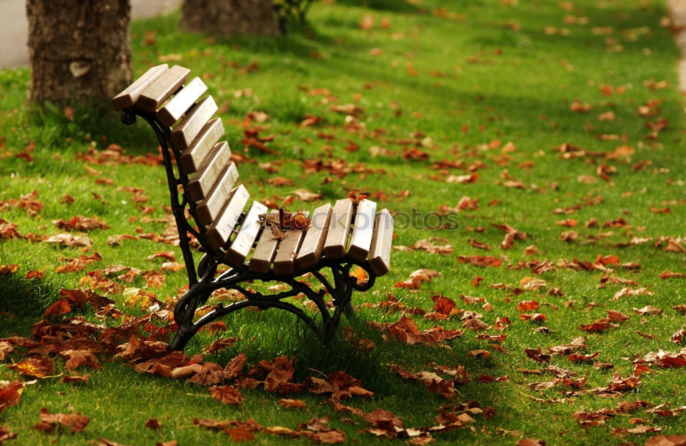 Similar – leere Stühle im Herbstgarten