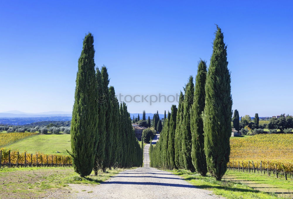 Similar – Typical Tuscany landscape with grape fields