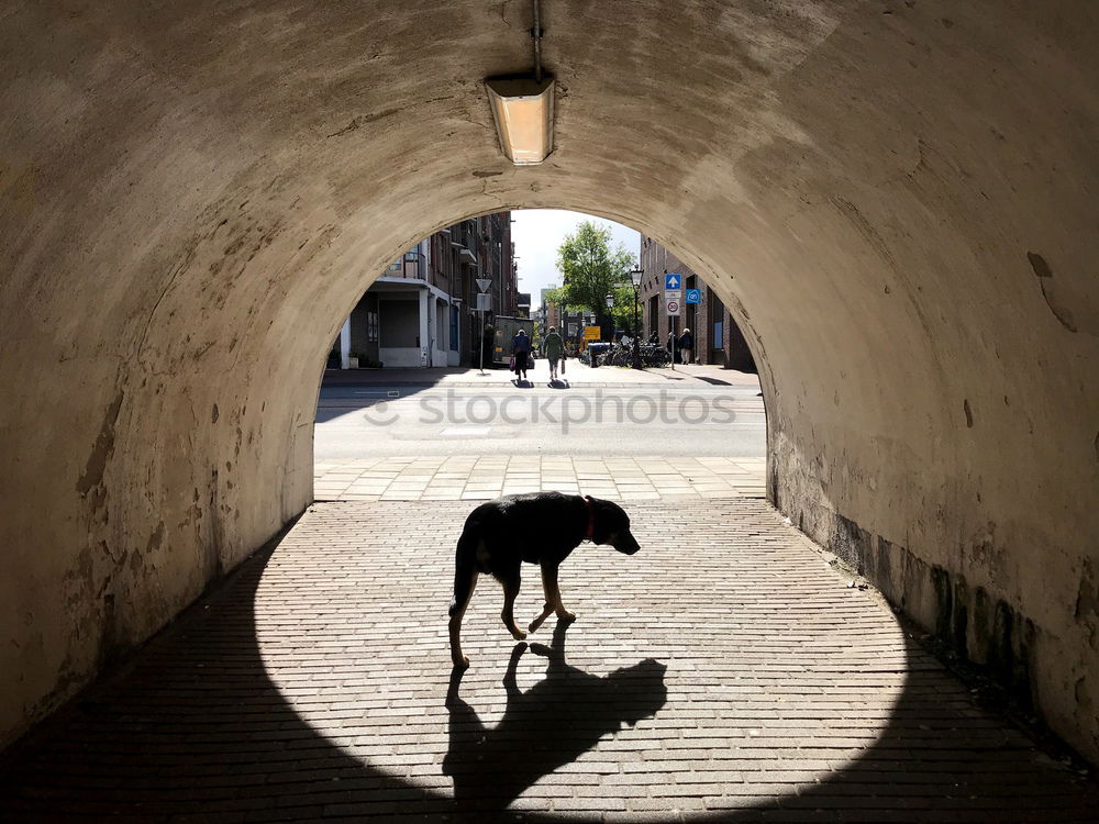 Similar – Foto Bild DoppelDog Schatten Hund