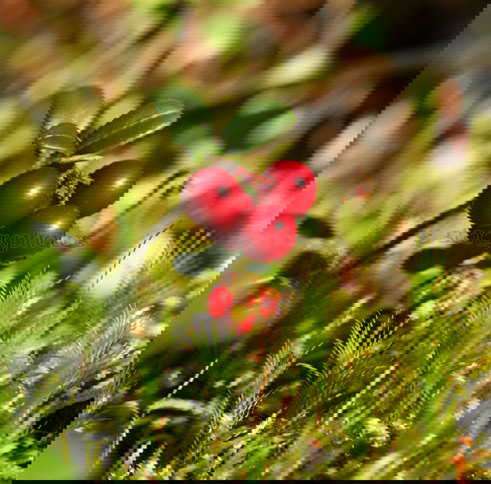 Similar – Image, Stock Photo always green Nature Plant