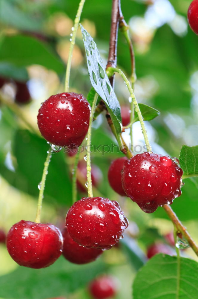 Similar – Image, Stock Photo currants Plant Redcurrant